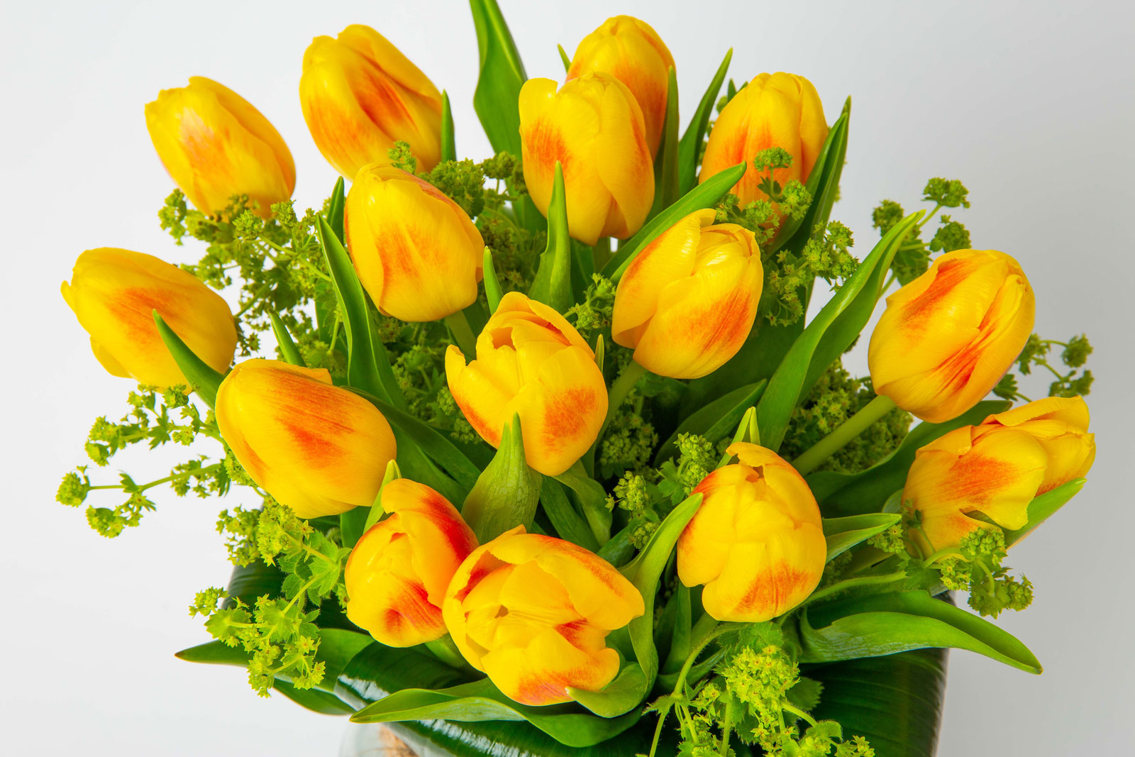 Kytica tulipánov The Handsome Tulip detail na kvety